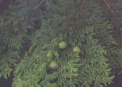 �q�o�H�e�N�e�N�����ɂ�