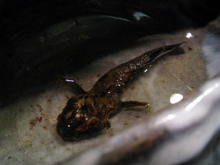 ���̉��Ă�,�V�R�����Ă�,�싛����