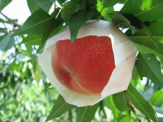 ���̉��Ă�,�V�R�����Ă�,�싛����