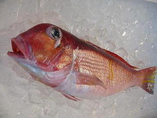 ��ˍ��R,��������,�O����