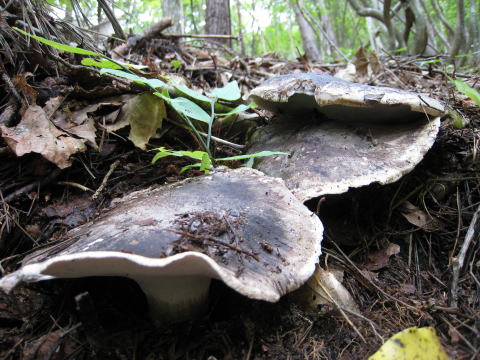 �V�R���̂������E�V�R���̂����X