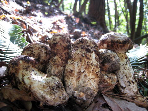 �V�R���̂������E�V�R���̂����X