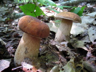 �V�R���̂������E�V�R���̂����X