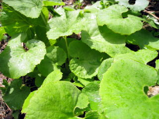 �R�ؗ���,�R�ؗ����̓X