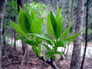 �R�ؗ���,�R�ؗ����̓X