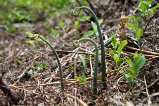 �R�ؗ���,�R�ؗ����̓X