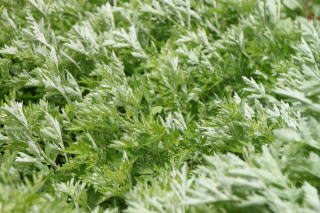 �R�ؗ���,�R�ؗ����̓X