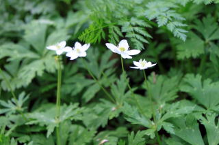 �R�ؗ���,�R�ؗ����̓X