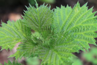 �R�ؗ���,�R�ؗ����̓X