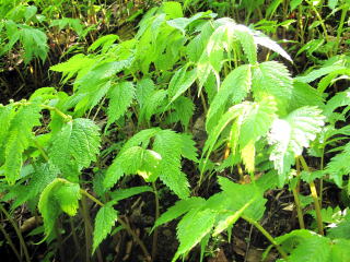 �R�ؗ���,�R�ؗ����̓X