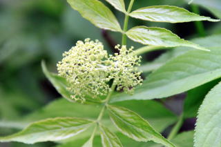 �R�ؗ���,�R�ؗ����̓X