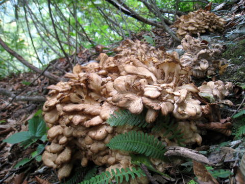 �V�R���̂������E�V�R���̂����X