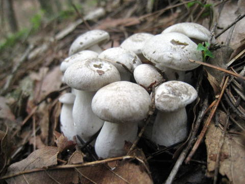 �V�R���̂������E�V�R���̂����X