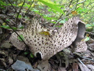 �V�R���̂������E�V�R���̂����X