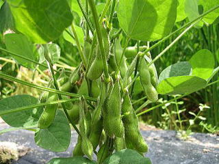 ���̉��Ă�,�V�R�����Ă�,�싛����