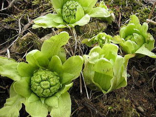 �R�ؗ���,�R�ؗ����̓X