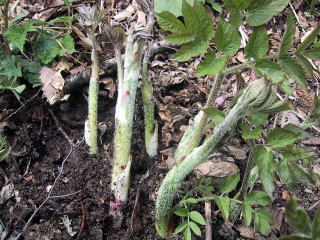 �R�ؗ���,�R�ؗ����̓X