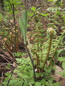 �R�ؗ���,�R�ؗ����̓X