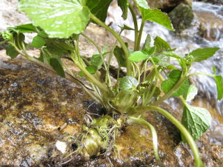 �R�ؗ���,�R�ؗ����̓X