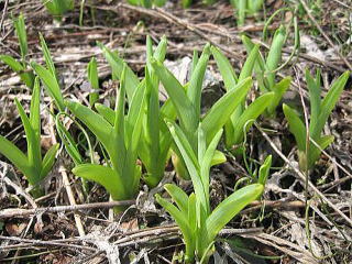 �R�ؗ���,�R�ؗ����̓X