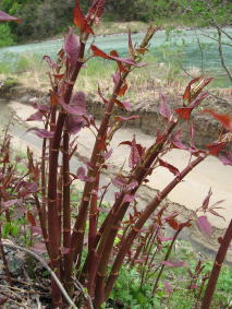 �R�ؗ���,�R�ؗ����̓X