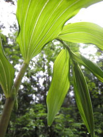 �R�ؗ���,�R�ؗ����̓X