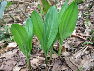 �R�ؗ���,�R�ؗ����̓X