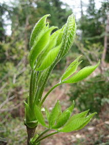 �R�ؗ���,�R�ؗ����̓X