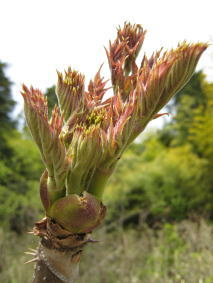 �R�ؗ���,�R�ؗ����̓X