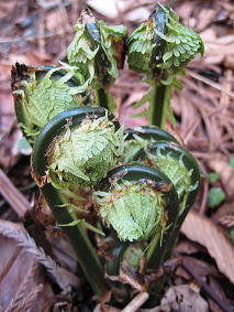 �R�ؗ���,�R�ؗ����̓X