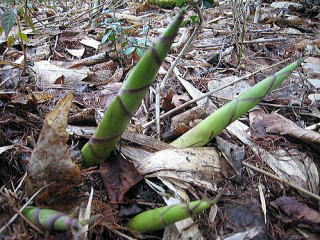 �R�ؗ���,�R�ؗ����̓X