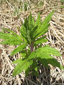 �R�ؗ���,�R�ؗ����̓X