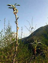 �R�ؗ���,�R�ؗ����̓X