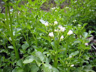 �R�ؗ���,�R�ؗ����̓X