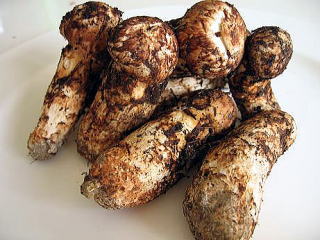 �V�R���̂�����