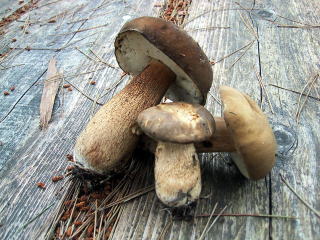 ���̉��Ă�,�V�R�����Ă�,�싛����