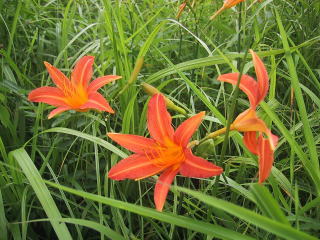 ���̉��Ă�,�V�R�����Ă�,�싛����