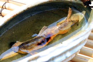 鮎の塩焼き,天然鮎塩焼き,川魚料理
