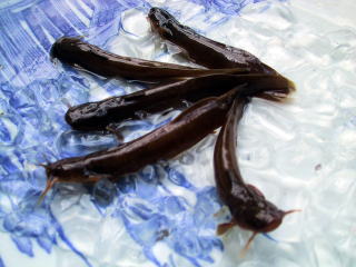 鮎の塩焼き,天然鮎塩焼き,川魚料理